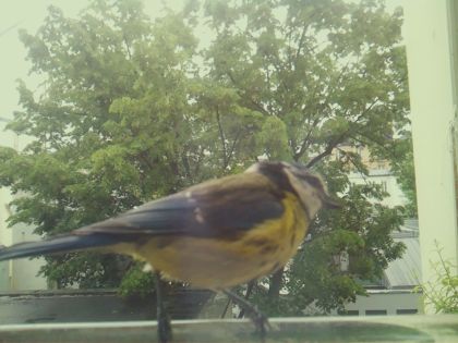 bird_20260519_160810_653_burst5_motion1644_conf1.00_bestbird_spcyanistes_caeruleus_spconf1.00.jpg
