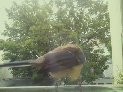 bird_20260519_160816_830_burst6_motion1644_conf0.74_bestcat_sppyrrhula_pyrrhula_spconf0.29.jpg