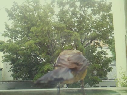 bird_20260519_160823_192_burst7_motion1644_conf0.83_bestbird_spgarrulus_glandarius_spconf0.16.jpg