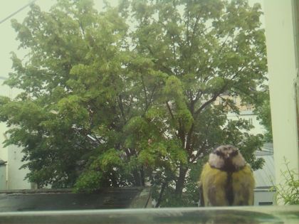 bird_20260519_161014_447_burst0_motion6395_conf0.73_bestperson_spgarrulus_glandarius_spconf0.36.jpg