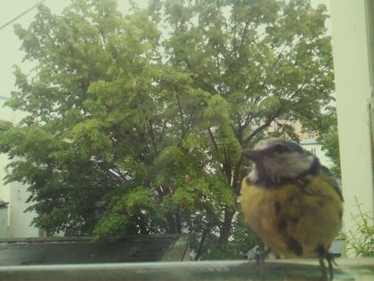 bird_20260519_161019_927_burst1_motion6395_conf0.98_bestbird_spcyanistes_caeruleus_spconf0.72.jpg