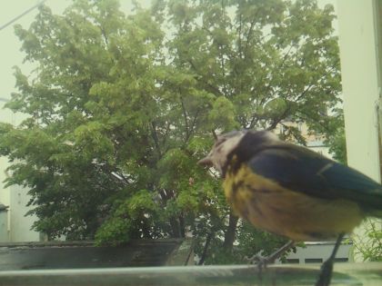 bird_20260519_161025_762_burst2_motion6395_conf1.00_bestbird_spsitta_europaea_spconf0.14.jpg