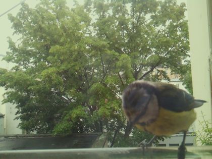 bird_20260519_161051_667_burst6_motion6395_conf0.70_bestdog_spcyanistes_caeruleus_spconf1.00.jpg