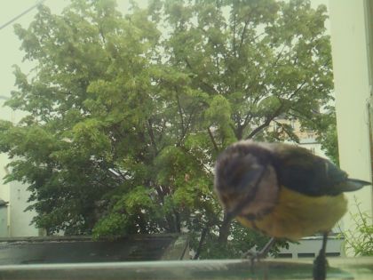 bird_20260519_161059_139_burst7_motion6395_conf0.61_bestbird_spcyanistes_caeruleus_spconf1.00.jpg