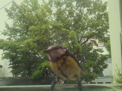 bird_20260519_161227_168_burst0_motion11180_conf1.00_bestbird_spsitta_europaea_spconf0.14.jpg