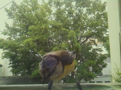 bird_20260519_161232_705_burst1_motion11180_conf0.99_bestbird_spcyanistes_caeruleus_spconf1.00.jpg
