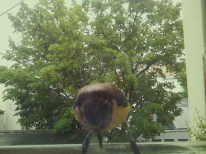 bird_20260519_161239_053_burst2_motion11180_conf0.98_bestbird_spsturnus_vulgaris_spconf0.22.jpg