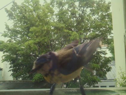 bird_20260519_161246_043_burst3_motion11180_conf0.96_bestbird_spgarrulus_glandarius_spconf0.17.jpg