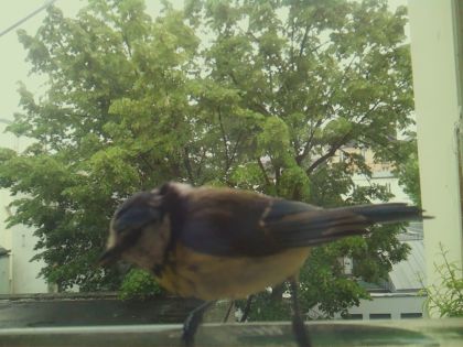 bird_20260519_161252_277_burst4_motion11180_conf0.99_bestbird_sppyrrhula_pyrrhula_spconf0.18.jpg