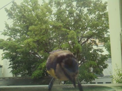 bird_20260519_161258_526_burst5_motion11180_conf0.56_bestbird_spgarrulus_glandarius_spconf0.19.jpg
