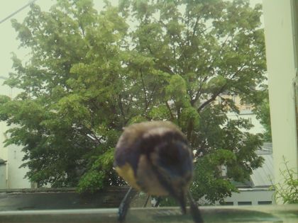 bird_20260519_161304_769_burst6_motion11180_conf0.91_bestbird_spgarrulus_glandarius_spconf0.26.jpg