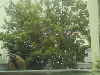 bird_20260519_161341_813_burst0_motion2510_conf0.48_bestbird_spcyanistes_caeruleus_spconf1.00.jpg