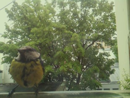 bird_20260519_161347_567_burst1_motion2510_conf0.95_bestbird_spturdus_philomelos_spconf0.17.jpg