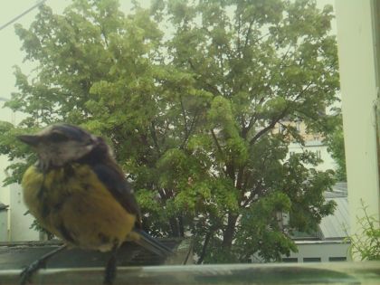 bird_20260519_161353_660_burst2_motion2510_conf1.00_bestbird_spcyanistes_caeruleus_spconf0.16.jpg