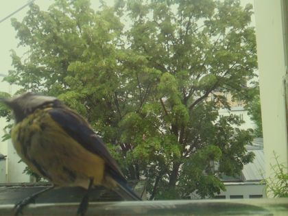 bird_20260519_161406_186_burst4_motion2510_conf1.00_bestbird_spturdus_philomelos_spconf0.23.jpg