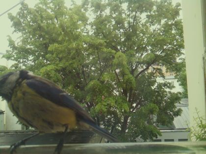 bird_20260519_161412_520_burst5_motion2510_conf0.99_bestbird_spsitta_europaea_spconf0.37.jpg