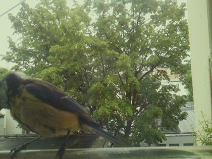 bird_20260519_161418_939_burst6_motion2510_conf0.99_bestbird_spturdus_philomelos_spconf0.16.jpg
