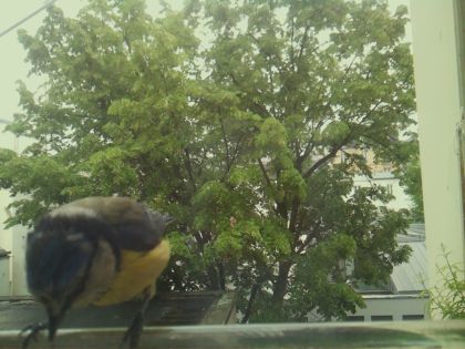 bird_20260519_161425_236_burst7_motion2510_conf0.87_bestbird_spcyanistes_caeruleus_spconf1.00.jpg