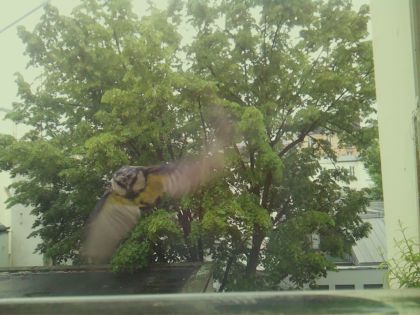 bird_20260519_161548_706_burst0_motion7873_conf0.00_bestnone_spgarrulus_glandarius_spconf0.38.jpg