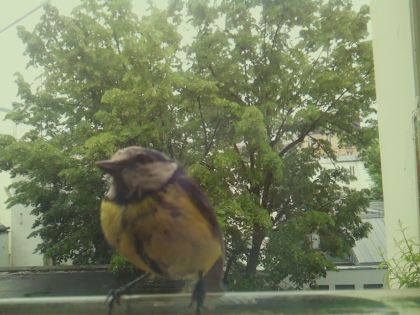 bird_20260519_161554_321_burst1_motion7873_conf1.00_bestbird_spcyanistes_caeruleus_spconf0.35.jpg