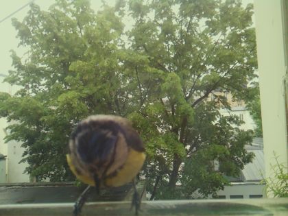 bird_20260519_161606_269_burst3_motion7873_conf0.95_bestbird_spcyanistes_caeruleus_spconf1.00.jpg