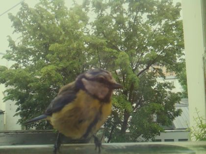 bird_20260519_161618_681_burst5_motion7873_conf1.00_bestbird_spsitta_europaea_spconf0.53.jpg