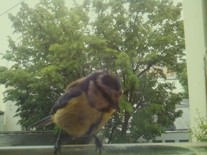 bird_20260519_161631_422_burst7_motion7873_conf0.97_bestbird_spcyanistes_caeruleus_spconf1.00.jpg