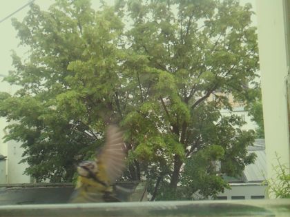 bird_20260519_161641_857_burst0_motion6862_conf0.32_bestperson_spgarrulus_glandarius_spconf0.27.jpg