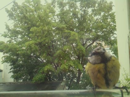 bird_20260519_161647_797_burst1_motion6862_conf0.93_bestbird_spcyanistes_caeruleus_spconf0.72.jpg
