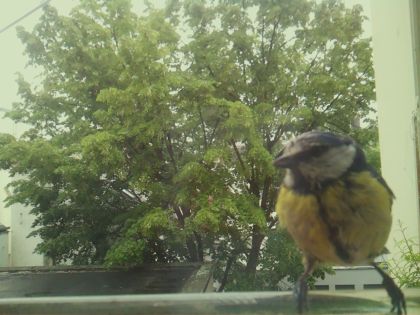 bird_20260519_161654_014_burst2_motion6862_conf1.00_bestbird_spcyanistes_caeruleus_spconf0.75.jpg
