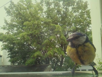 bird_20260519_161700_357_burst3_motion6862_conf1.00_bestbird_spcyanistes_caeruleus_spconf0.72.jpg