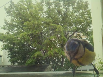 bird_20260519_161713_066_burst5_motion6862_conf0.79_bestdog_spcyanistes_caeruleus_spconf0.28.jpg