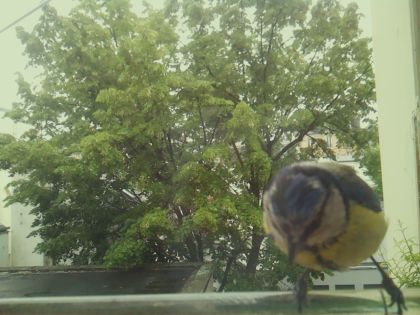 bird_20260519_161719_549_burst6_motion6862_conf0.92_bestbird_spcyanistes_caeruleus_spconf1.00.jpg
