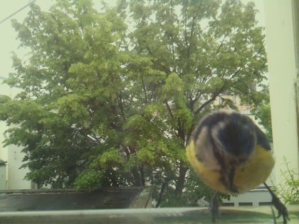 bird_20260519_161726_000_burst7_motion6862_conf0.82_bestbird_spcyanistes_caeruleus_spconf0.27.jpg