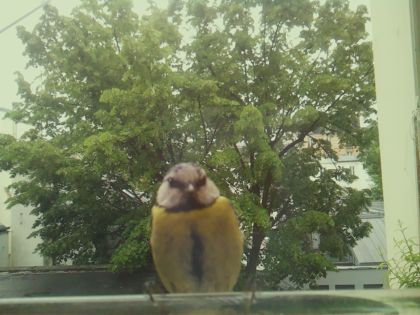 bird_20260519_162030_640_burst1_motion1673_conf1.00_bestbird_spcyanistes_caeruleus_spconf1.00.jpg