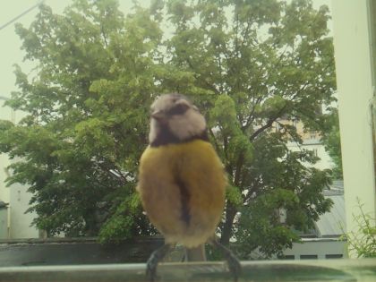 bird_20260519_162036_469_burst2_motion1673_conf0.99_bestbird_spcyanistes_caeruleus_spconf1.00.jpg