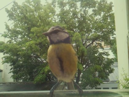 bird_20260519_162042_455_burst3_motion1673_conf0.99_bestbird_spsitta_europaea_spconf0.16.jpg
