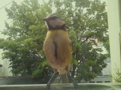 bird_20260519_162048_712_burst4_motion1673_conf1.00_bestbird_spcyanistes_caeruleus_spconf1.00.jpg
