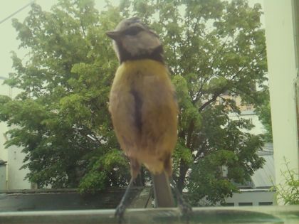 bird_20260519_162101_186_burst6_motion1673_conf1.00_bestbird_spcyanistes_caeruleus_spconf1.00.jpg