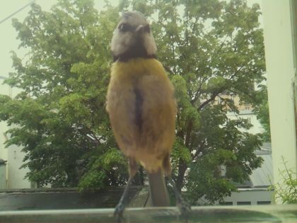 bird_20260519_162107_495_burst7_motion1673_conf1.00_bestbird_spcyanistes_caeruleus_spconf1.00.jpg