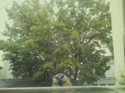 bird_20260519_162231_418_burst0_motion3530_conf0.33_bestpottedplant_spcyanistes_caeruleus_spconf0.58.jpg