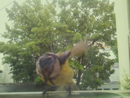 bird_20260519_162237_029_burst1_motion3530_conf0.69_bestbird_spaegithalos_caudatus_spconf0.16.jpg