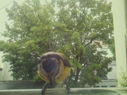 bird_20260519_162243_046_burst2_motion3530_conf0.98_bestbird_spcyanistes_caeruleus_spconf1.00.jpg