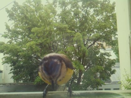 bird_20260519_162249_071_burst3_motion3530_conf0.94_bestbird_spcyanistes_caeruleus_spconf1.00.jpg