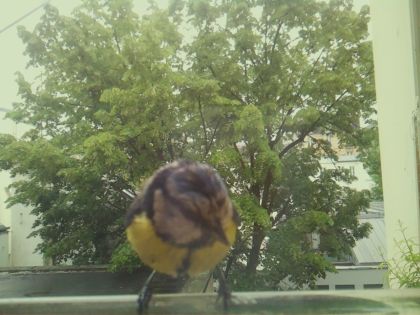 bird_20260519_162255_224_burst4_motion3530_conf0.99_bestbird_spcyanistes_caeruleus_spconf1.00.jpg