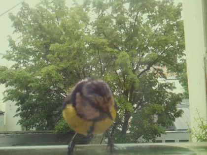 bird_20260519_162301_357_burst5_motion3530_conf0.99_bestbird_spcyanistes_caeruleus_spconf1.00.jpg
