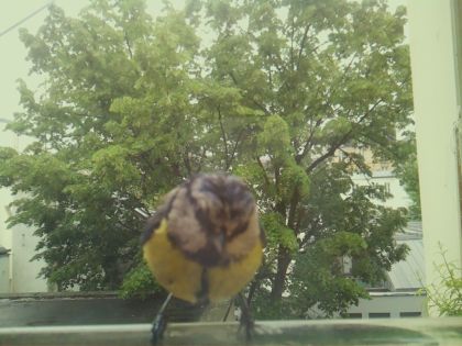 bird_20260519_162307_633_burst6_motion3530_conf0.98_bestbird_spcyanistes_caeruleus_spconf1.00.jpg