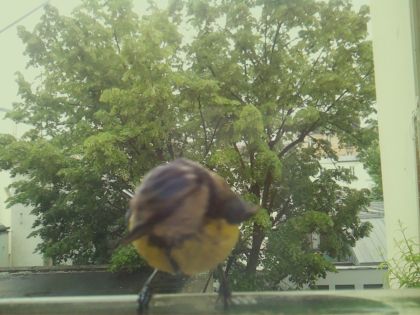 bird_20260519_162313_929_burst7_motion3530_conf1.00_bestbird_spcyanistes_caeruleus_spconf1.00.jpg