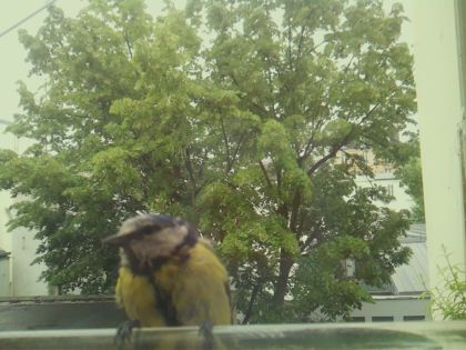 bird_20260519_162333_975_burst0_motion8556_conf0.99_bestbird_spcyanistes_caeruleus_spconf0.35.jpg