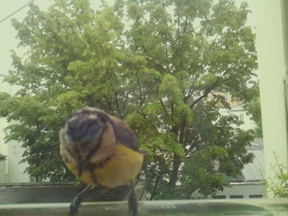 bird_20260519_162339_762_burst1_motion8556_conf0.98_bestbird_spcerthia_brachydactyla_spconf0.13.jpg